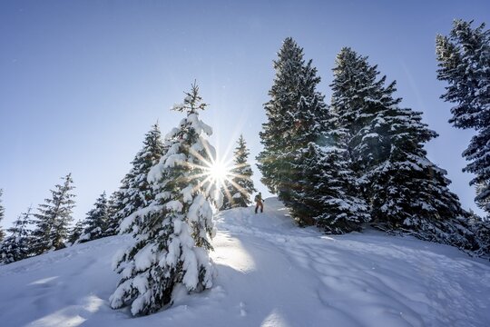 Ski tourer in snowy winter forest with sun star, ascent to Teufelst&auml;ttkopf, Snowy mountain landscape, Ammergau Alps, Bavaria, Germany