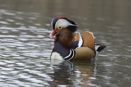 Mandarin duck (Aix galericulata) adult male bird calling or quacking on a lake, England, United Kingdom