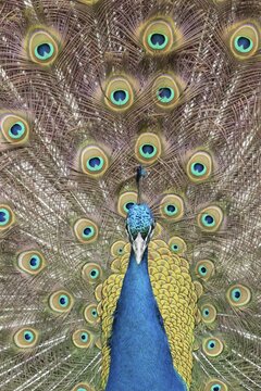 Indian peafowl or Peacock (Pavo cristatus) adult male bird displaying showing its tail feathers, England, United Kingdom