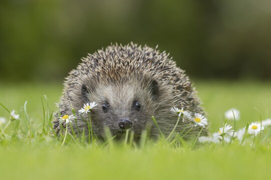 European hedgehog (Erinaceus europaeus) adult animal on a garden grass lawn with flowering daisy flowers in the summer, Suffolk, England, United Kingdom