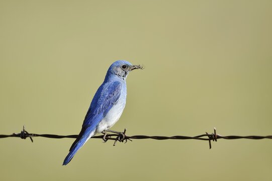 Mountain Bluebird (Sialia currucoides), male sitting on barbed wire fence, Waterton Lakes National Park, Alberta, Canada