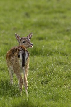 The first encounter with the fallow deer calf (Dama dama) took place on 09.09.2011, after this meeting there were two more encounters, sad, sweet, cute, Germany