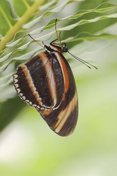 Butterfly 'Banded Orange Heliconian' (Dryadula phaetusa), captive, occurring in Central and South America