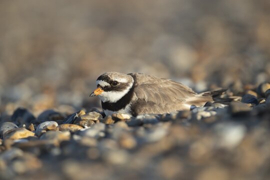 Ringed plover (Charadrius hiaticula) adult wading bird resting on a shingle beach, Suffolk, England, United Kingdom