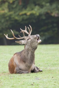 Red deer (Cervus elaphus)