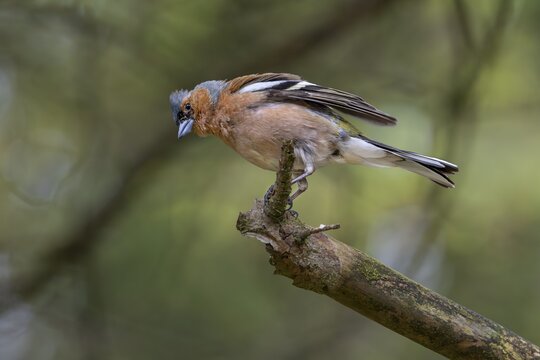 The male chaffinch (Fringilla coelebs) threatens an intruder that has invaded its territory with outspread wings, breeding plumage, territory, social behaviour, territorial behaviour, Denmark