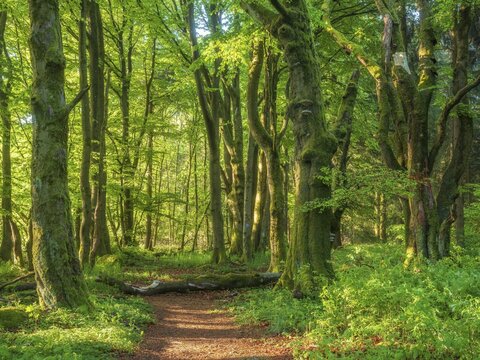 Hiking trail through sunny old forest of large gnarled, moss-covered beech trees in spring, Hessian Rh&ouml;n nature park Park, Hesse, Germany