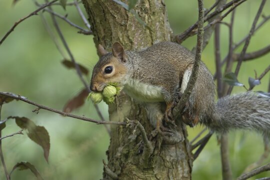 Grey squirrel (Sciurus carolinensis) adult animal with two Hazel tree nuts in its mouth in the autumn, England, United Kingdom