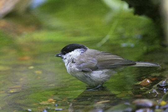 Marsh Tit (Parus palustris) in water