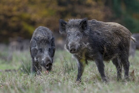 Wild boars (Sus scrofa) warn each other of supposed danger by making a loud blowing noise, after which they often flee, autumn, autumn colours, Germany