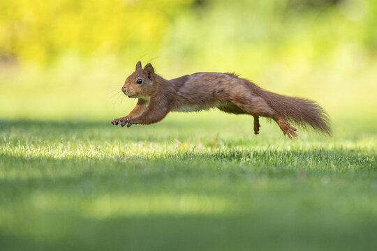 Running squirrel (ciurus vulgaris), Vechta, Lower Saxony, Germany
