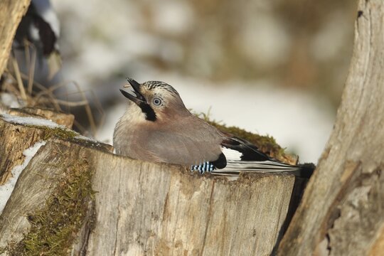 Eurasian Jay (Garrulus glandarius) throws corn (Zea Mays) into its beak during winter feeding in the forest, Allg&auml;u, Bavaria, Germany, Allg&auml;u, Bavaria, Germany