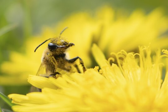 Honey bee (Apis mellifera) adult insect on a yellow dandelion flower in spring, England, United Kingdom