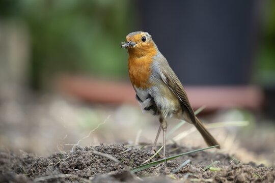 European robin (Erithacus rubecula) adult garden bird with bugs for food in its beak in summer, England, United Kingdom