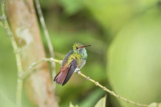 Rufous-tailed hummingbird (Amazilia tzacatl) on branch, Sarapiqui, Costa Rica, Central America