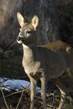 Roe Deer (Capreolus capreolus), Vomperberg, Tyrol, Austria, Europe
