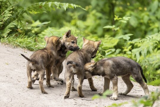 Four wolf pups interacting with each other on a sandy path in a wooded area, European grey gray wolf (Canis lupus) pups, Germany