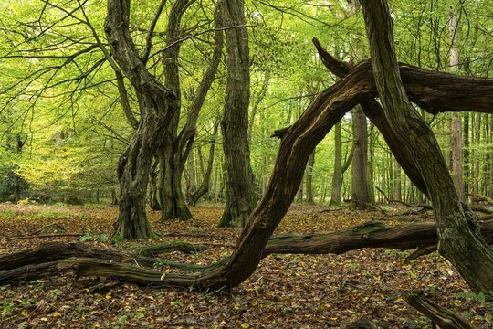 Old, gnarled trees in the Urwald Baumweg nature reserve in autumn, Emstek, Lower Saxony, Germany