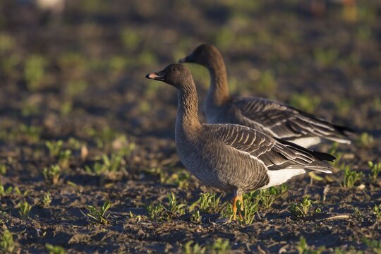 Bean geese (Anser fabalis) in field, Texel, North Holland, Netherlands
