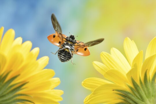 Seven-spott ladybird (Coccinella septempunctata) in flight on the flowers of marigold (Calendula officinalis)