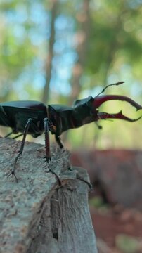 Male European Stag Beetle (Lucanus cervus) is making on decaying old log. Greater Stag Beetle with its formidable enlarged mandibles is prominent as it craws along rotten wood stump