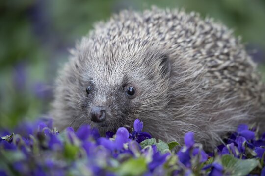 European hedgehog (Erinaceus europaeus) adult animal on a garden border with blue Violet flowers in spring, England, United Kingdom