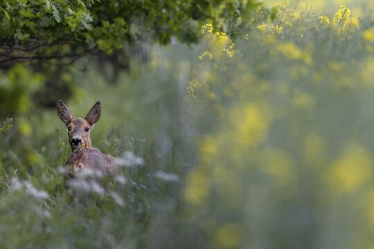 Doe (Capreolus capreolus) grazing at the edge of a forest, at the edge of a rape field, forest edge, May, rape blossom, Germany