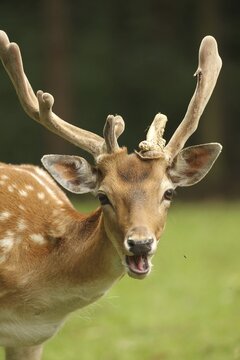 Fallow deer (Dama dama), so-called double-headed deer, called so in hunter's language when the deer does not shed its antlers, and the new antlers grow out next to the undropped ones, Lower Austria, Austria