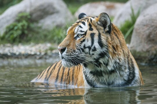 Siberian tiger (Panthera tigris altaica) standing in the water, captive, Germany