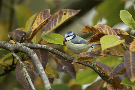 Blue tit (Cyanistes caeruleus) adult garden bird on a Magnolia tree branch amongst autumn colour leaves, England, United Kingdom