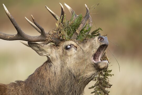 Red deer (Cervus elaphus) adult male stag animal roaring with its mouth open during the rutting season in autumn, England, United Kingdom
