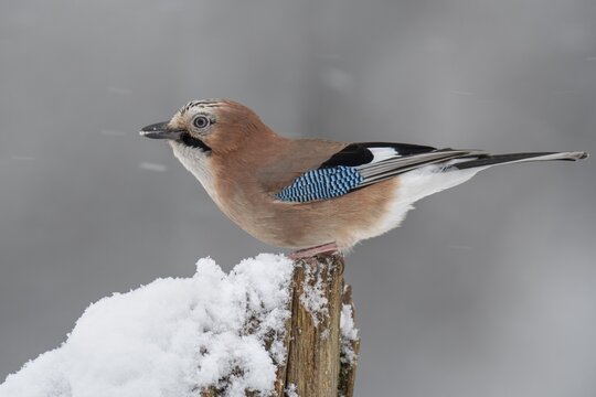 Eurasian jay (garrulus glandarius) in the snow, Neuhaus, Lower Saxony, Germany