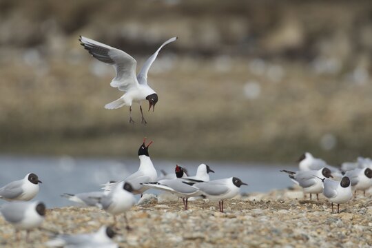 Black headed gull (Larus ridibundus) adult bird in flight mobbing a pair of Mediterranean gulls (Larus melanocephalus), Hampshire, England, United Kingdom