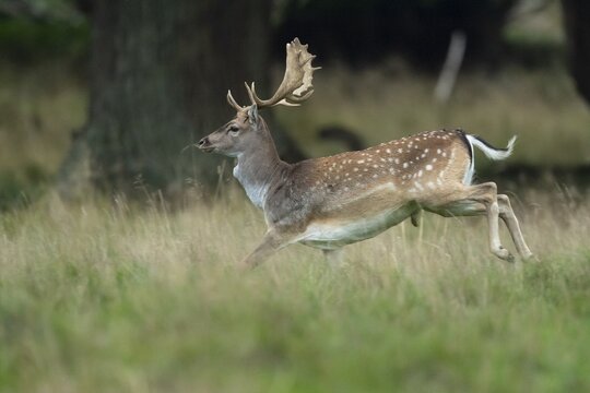 Male fallow deer (dama dama) in the run, Klamptenborg, Copenhagen, Denmark