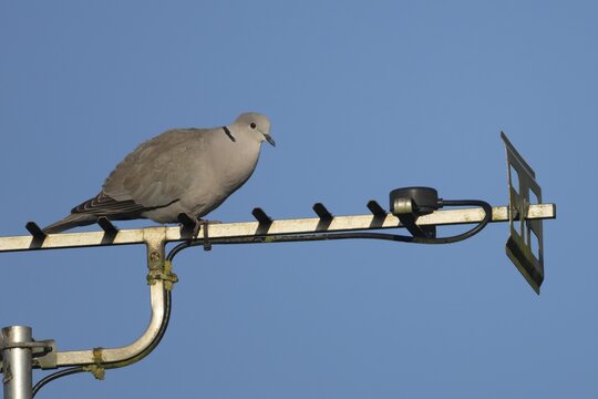 Collared dove (Streptopelia decaocto) adult bird on an urban house television aerial, England, United Kingdom