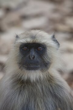 Gray langur (Semnopithecus entellus) monkey adult animal portrait, Bandhavgarh, Madhya Pradesh, India