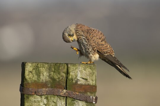 Common kestrel (Falco tinnunculus) adult falcon bird of prey on a wooden post, England, United Kingdom