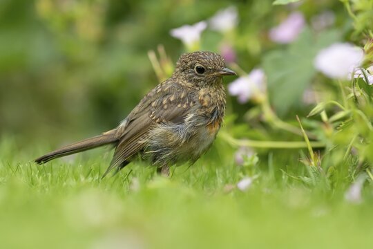 European robin (Erithacus rubecula) juvenile baby fledgling garden bird on a grass lawn in summer, England, United Kingdom