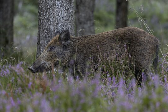 A wild boar (Sus scrofa) in blooming heather, heather blossom, mast year, acorn mast, defensive, September, Denmark