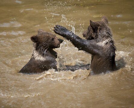 Brown Bears (Ursus arctos), cubs playing in the water, Bavarian Forest National Park game reserve, Neusch&ouml;nau, Lower Bavaria, Bavaria, Germany