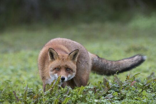 Red fox (Vulpes vulpes), on the stalk, Netherlands, North Holland, Amsterdam
