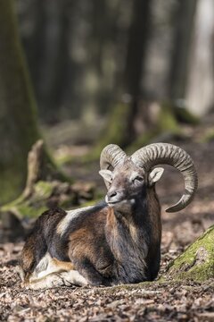European mouflon (Ovis orientalis musimon), dormant, Vulkaneifel, Eifel, Rhineland-Palatinate, Germany