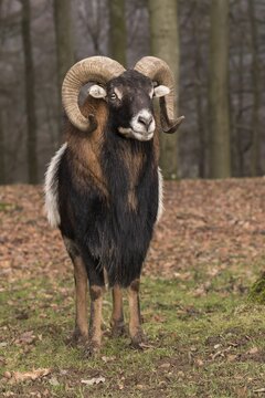 European mouflon (Ovis orientalis musimon), Vulkaneifel, Eifel, Rhineland-Palatinate, Germany