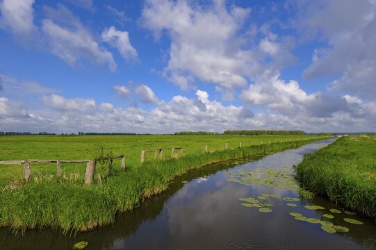 Wet meadow in the Ochsenmoor on the D&uuml;mmer, Randkanal, Oldenburger M&uuml;nsterland, H&uuml;de, Lower Saxony, Germany