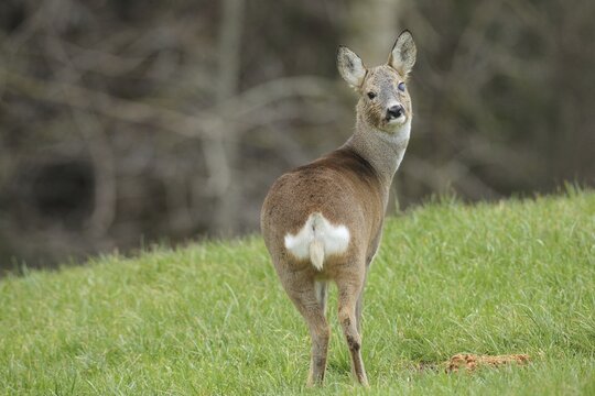 European roe deer (Capreolus capreolus) in winter coat and eye injury secured in the meadow, Allg&auml;u, Bavaria, Germany