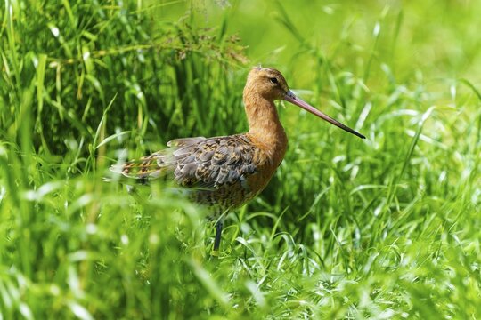 A bird with a long beak stands in a green meadow, black-tailed godwit (Limosa limosa), France
