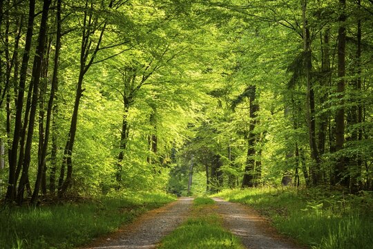A forest path in a forest with various deciduous trees. Sunshine, good weather, no sky, low shooting position. Small Odenwald, Rhine-Neckar district, Baden-W&uuml;rttemberg, Germany
