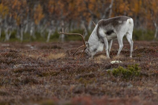The scents contained in a female's urine seem to be of great interest to the reindeer bull (Rangifer tarandus), rutting season, mating season, autumn, Sweden