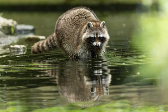 A raccoon stands in the shallow water of a pond, its reflection is visible in the water, raccoon (Procyon lotor)