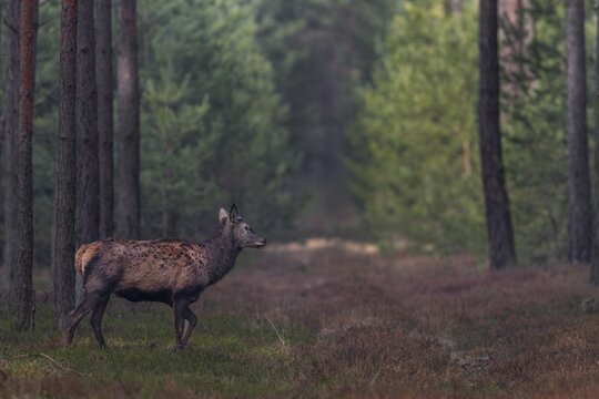 About a fortnight ago, the red deer (Cervus elaphus) shed its antlers, shedding time, antler loss, March, Germany